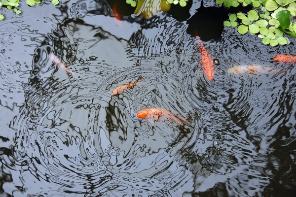 How Deep Should a Garden Pond Be?