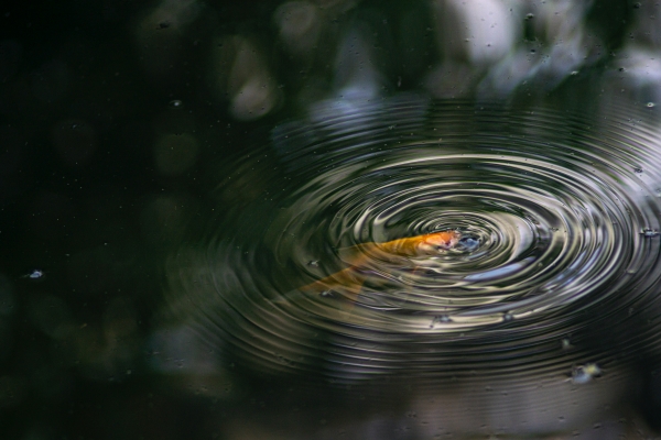 How Do I Keep My Pond Water Clear?