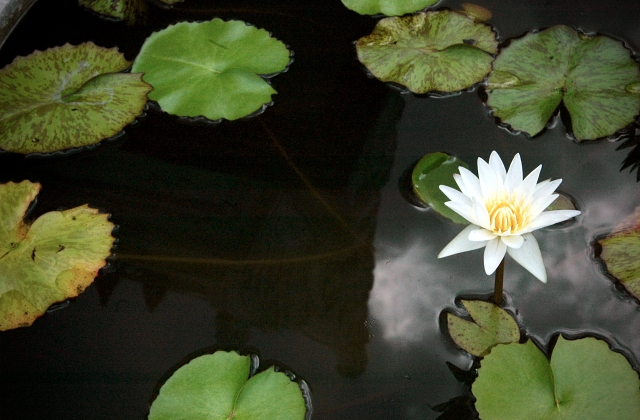 Landscaping Pond